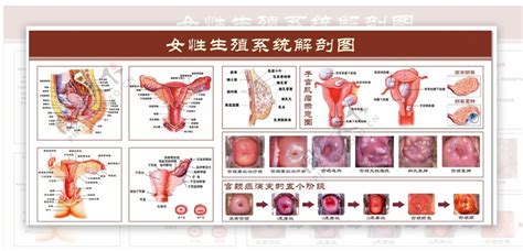 女性私处|女性生殖系統